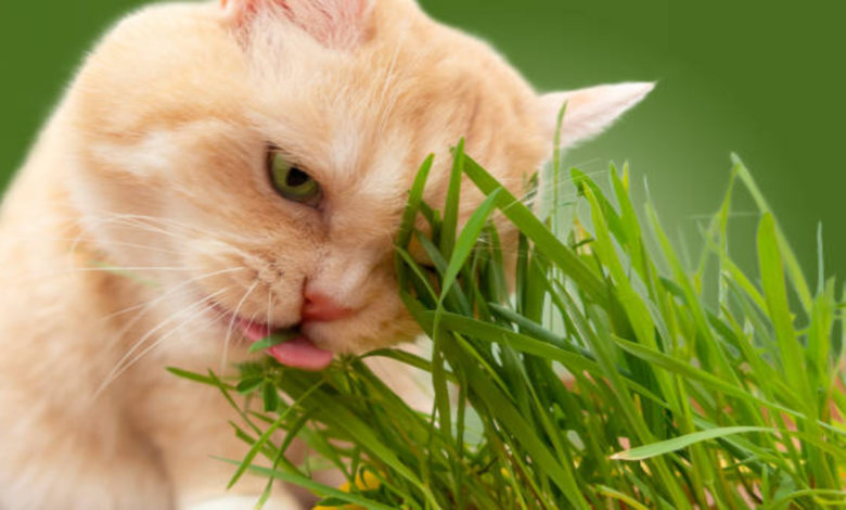 Comment donner de l'herbe à chat à son chat: 11 étapes