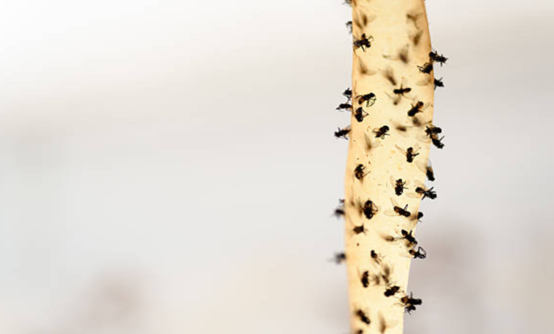 Odeurs, pièges, prévention… Voici des astuces pour se débarrasser des  mouches à la maison - France-Monde