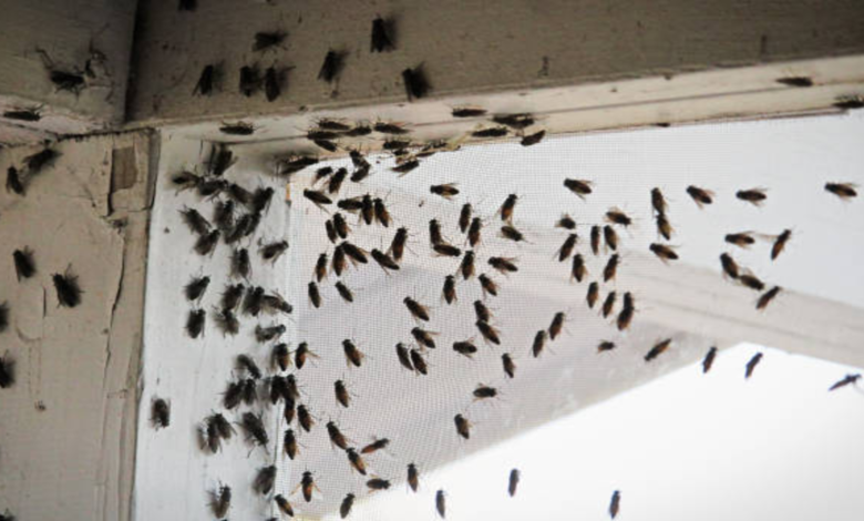 Invasion de moucherons: attention au moucheron asiatique! - La